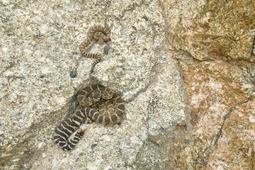 Northern Pacific Rattlesnakes - adult and juvenile in rocky habitat at the foothills of the Cascade Mountain Range