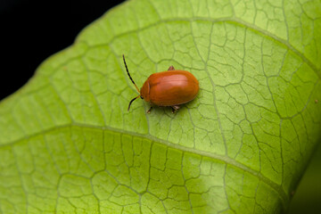 Small orange colored leaf beetle. Selective focus used.