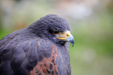 Greifvogel