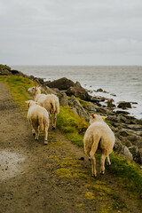 Owieczki © Katarzyna