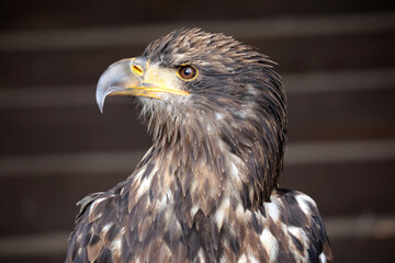 Greifvogel