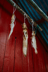 Suszone ryby © Katarzyna