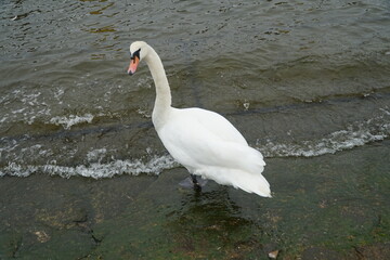 Swans on the shores of the Baltic Sea