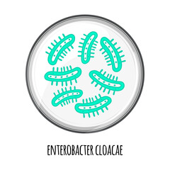 The human microbiome of enterobacter cloacae in a petri dish. Vector image. Bifidobacteria, lactobacilli. Lactic acid bacteria. Illustration in a flat style.