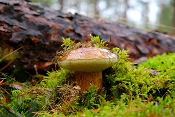 Wet from the rain, growing in moss, mushroom Imleria badia, commonly known as the bay bolete - edible, very tasty mushroom. 