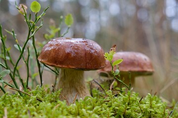 Wet from the rain, growing in grass, two mushrooms Imleria badia, commonly known as the bay bolete - edible, very tasty mushroom.