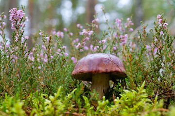 Wet from the rain, growing in moss, mushroom Imleria badia, commonly known as the bay bolete - edible, very tasty mushroom. It grows in heathers.