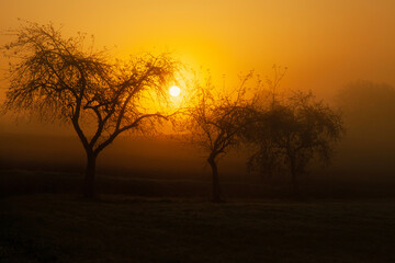 Fototapeta na wymiar Goldener Oktober, Sonnenaufgang mit Bäume im Herbst vor goldenen Himmel
