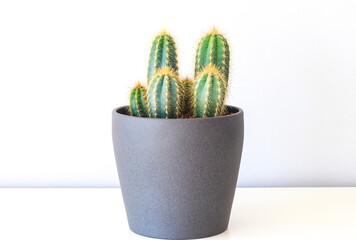 Trichocereus Spachianus cactus in ornamental flowerpot