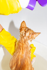 A woman pours anti-flea shampoo on the back of a ginger kitten. Washing the cat, cleanliness and...