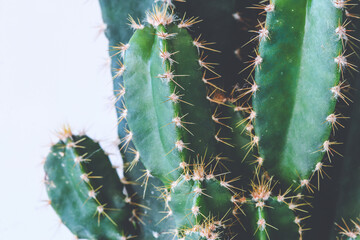 Close-up on pricky sprouts of Cereus Peruvianus cactus