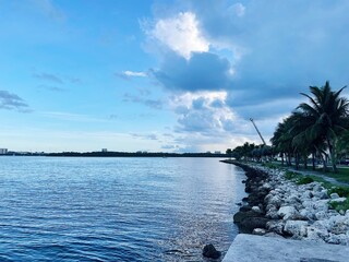 trees on the shore of the sea