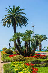 Palm trees and colorful flowerbeds in the park