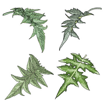 Set of Artichoke leaves. Perennial cardoon or Cynara cardunculus, used for eating of the leaf stem. Collection of spiny, gray green foliage evergreen. Vector.