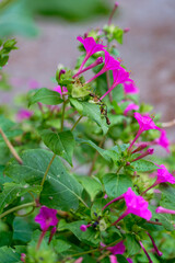 Mirabilis jalapa, the marvel of Peru or four o'clock flower, Jalapa (or Xalapa), continues to bloom, evening pleasure flowers. Plant used for medical purposes.