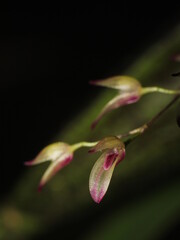 Flowers of miniature orchid Specklinia grobyi