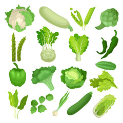 Green Vegetables and Salad Leafs for Organic Culinary Big Vector Set
