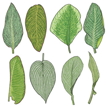Set of Canna Indica plant leaf. Exotic jungle domesticated house or city plant collection with striped lines. Vector.