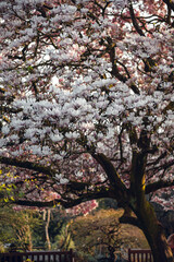 Beautiful Light Pink Magnolia Tree with Blooming Flowers during Springtime in English Garden, UK. Spring floral background