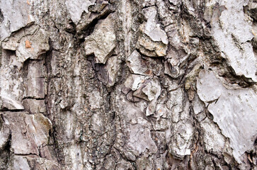 bark of a tree texture background