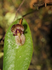 Miniature orchid Pleurothallis dorotheae