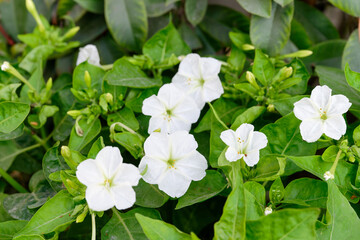 Mirabilis jalapa, the marvel of Peru or four o'clock flower, Jalapa (or Xalapa), continues to bloom, evening pleasure flowers. Plant used for medical purposes.