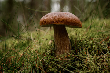 great close-up view on brown boletus mushroom in the green grass in the forest. Edible mushroom.