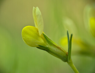 Macro detail of Tetragonolobus Scop flower. Lotus maritimus yellow flower.