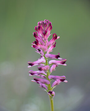 Pink bloom of Fumaria officinalis L.. Used in infusion as a diuretic and laxative.