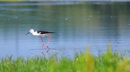 bird walk