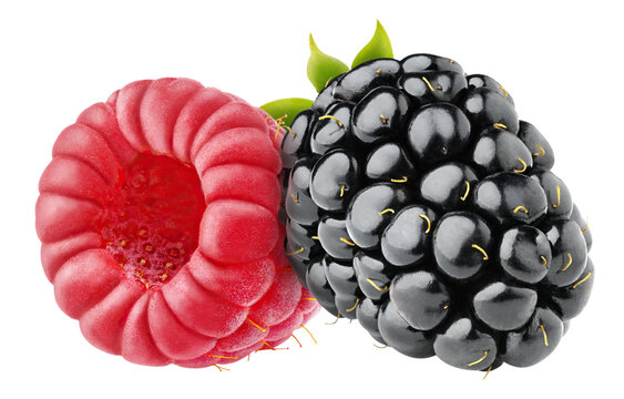 One blackberry and one raspberry fruit cut out