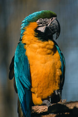 blue and yellow macaw