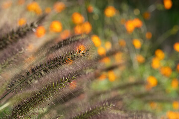 Ornamental Chinese fountain grass by name Pennisetum Alopecuroides Red Head, photographed in early autumn with a macro lens at RHS Wisley garden 
near Woking in Surrey UK. Orange geum flowers behind.