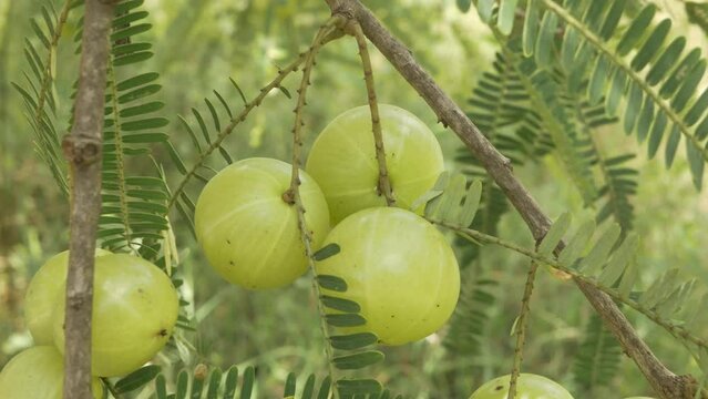 Indian gooseberry Fruits on a tree,vitamin C rich 
