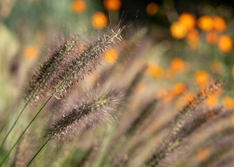 Ornamental Chinese fountain grass by name Pennisetum Alopecuroides Red Head, photographed in early autumn with a macro lens at RHS Wisley garden 
near Woking in Surrey UK. Orange geum flowers behind.