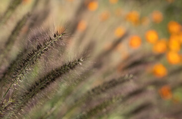 Obraz premium Ornamental Chinese fountain grass by name Pennisetum Alopecuroides Red Head, photographed in early autumn with a macro lens at RHS Wisley garden near Woking in Surrey UK. Orange geum flowers behind.
