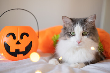 The cat is lying on the bed in an orange fall pumpkin skirt. Halloween pet