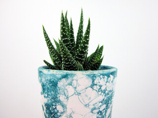 Succulent Decoration for Beautiful Home