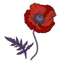 Red poppy flower. Papaver. Stem and leaf. Elements for Anzac day design. Hand drawn line art sketch vector illustration. Isolated on white background.