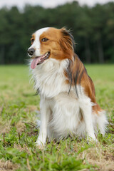 Fototapeta premium Kooikerhond