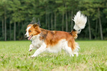 Rennende kooikerhond
