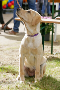 Blonde labador pup