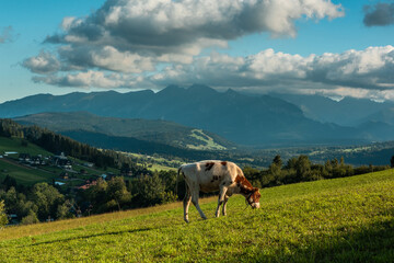 Fototapeta na wymiar Cow grazing on meadow in Carpathian mountains in Poland