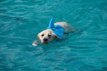 Dog in the water with a funny shark costume