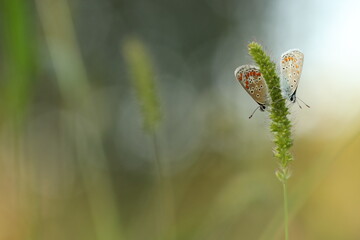 due farfalle su una spiga