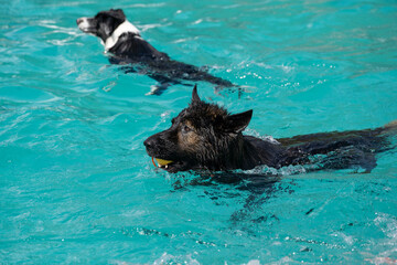 Obraz premium german shepherd dog swimming in the pool with a ball in his mouth. Happy dog in water. Happy Dog swimming