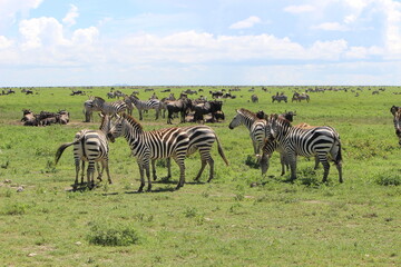 Fototapeta premium zebras in the serengeti