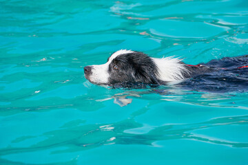 Border collie swimming in a pool. Dog in water
