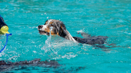 Fototapeta premium Border collie dog swimming in pool
