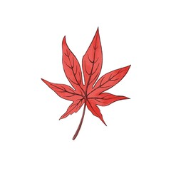 Maple leaf. Watercolor illustration isolated on white background.